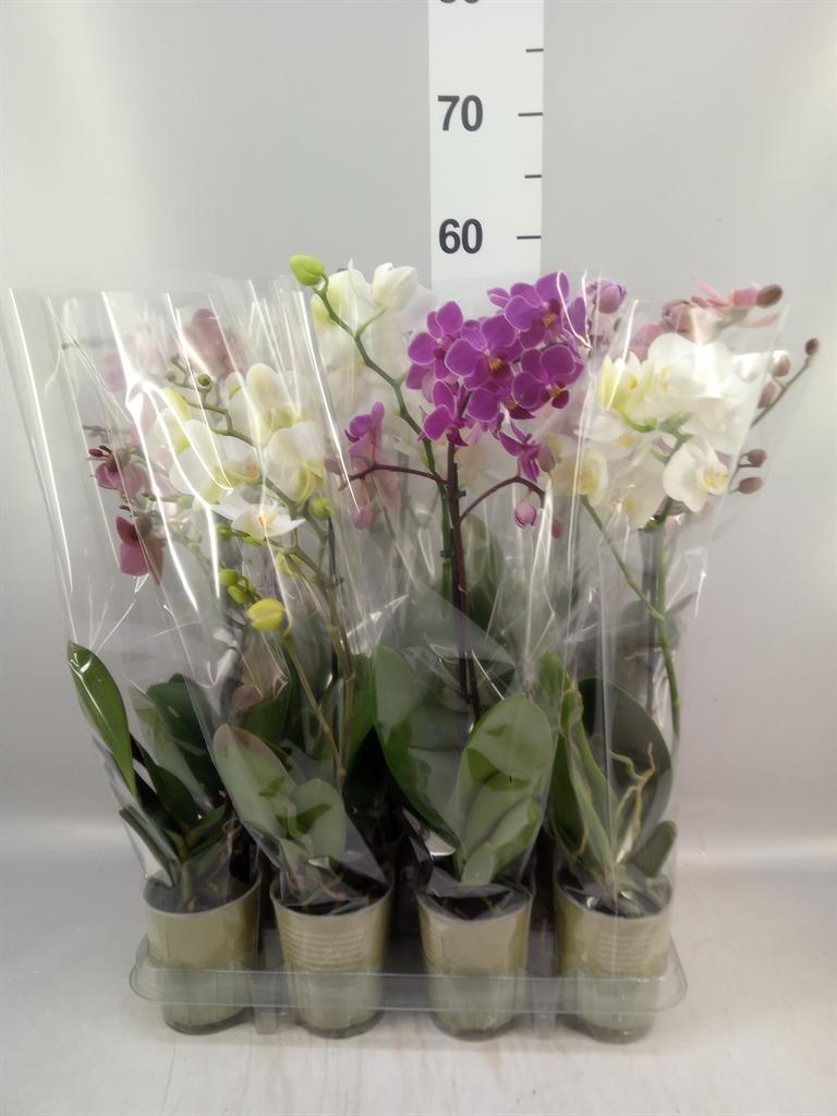 Горшечные цветы и растения оптом Phalaenopsis ...mix от 12шт (для телеги) из Голландии с доставкой по России