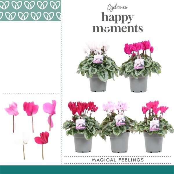 Горшечные цветы и растения оптом Cyclamen Magical Feelings от 5шт (для телеги) из Голландии с доставкой по России