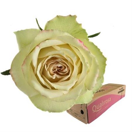 Срезанные цветы оптом Rosa large hypnose от 300шт из Голландии с доставкой по России
