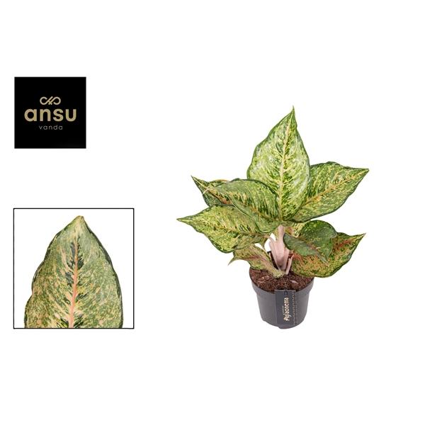 Горшечные цветы и растения оптом Aglaonema Pistachio Pink от 6шт из Голландии с доставкой по России