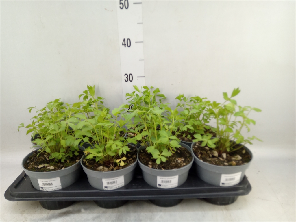 Горшечные цветы и растения оптом Levisticum Officinale от 8шт из Голландии с доставкой по России
