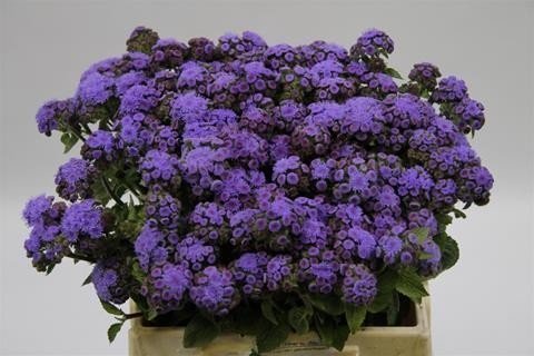 Срезанные цветы оптом Ageratum blue horizon от 80шт из Голландии с доставкой по России