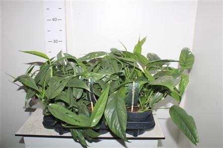 Горшечные цветы и растения оптом Epipr Cebu Blue от 6шт из Голландии с доставкой по России