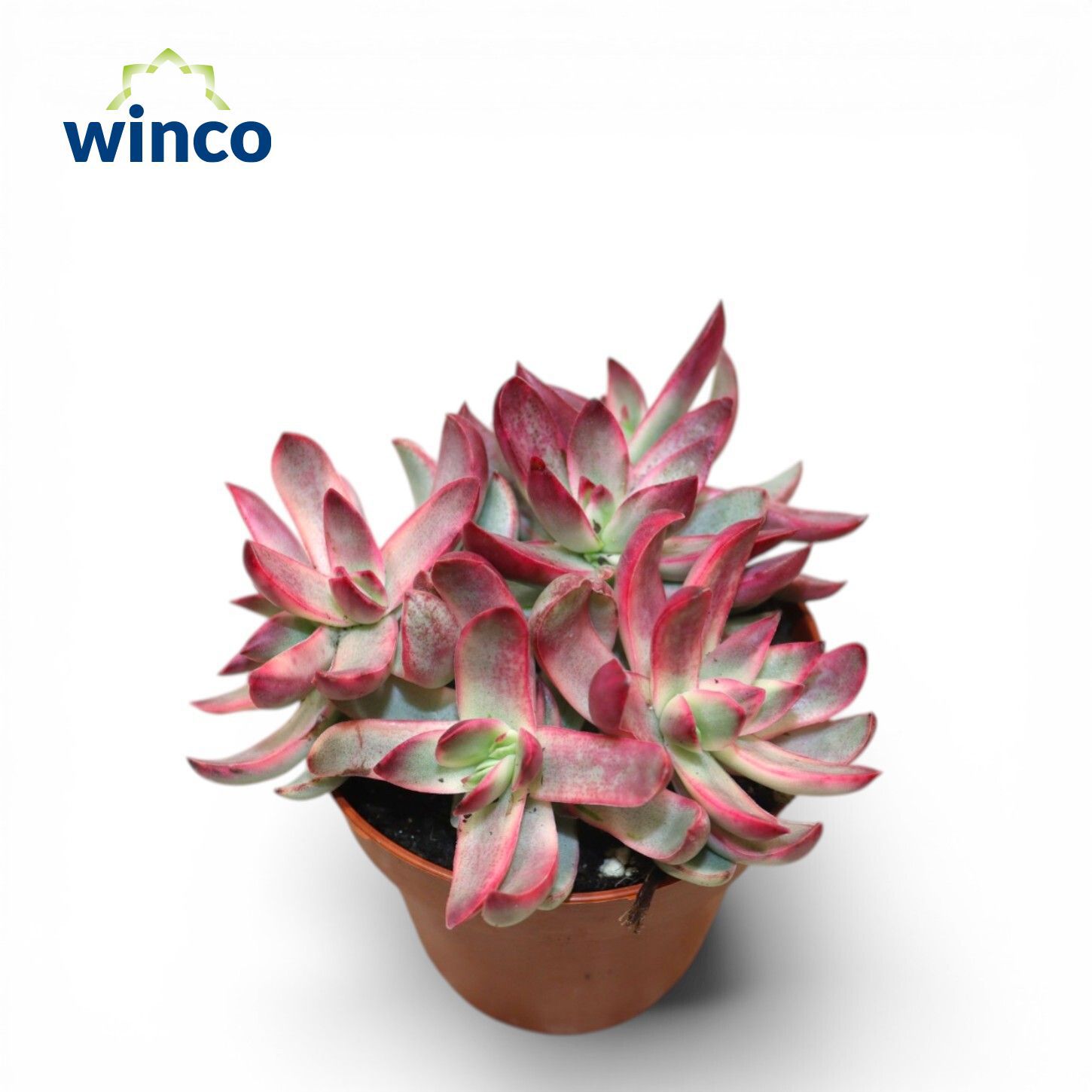 Горшечные цветы и растения оптом Crassula Rubricaulis Candy Cane от 18шт (для телеги) из Голландии с доставкой по России