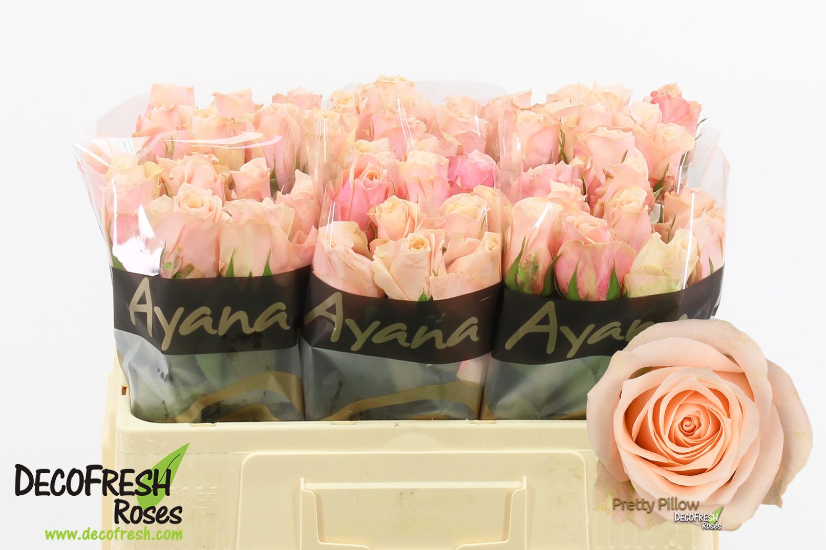 Срезанные цветы оптом Rosa large pretty pillow от 50шт из Голландии с доставкой по России