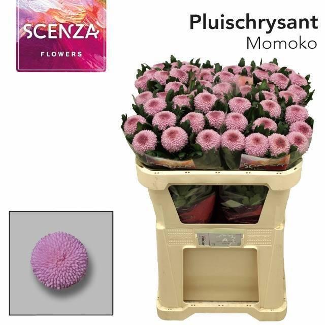 Срезанные цветы оптом Chrys bl momoko от 50шт из Голландии с доставкой по России