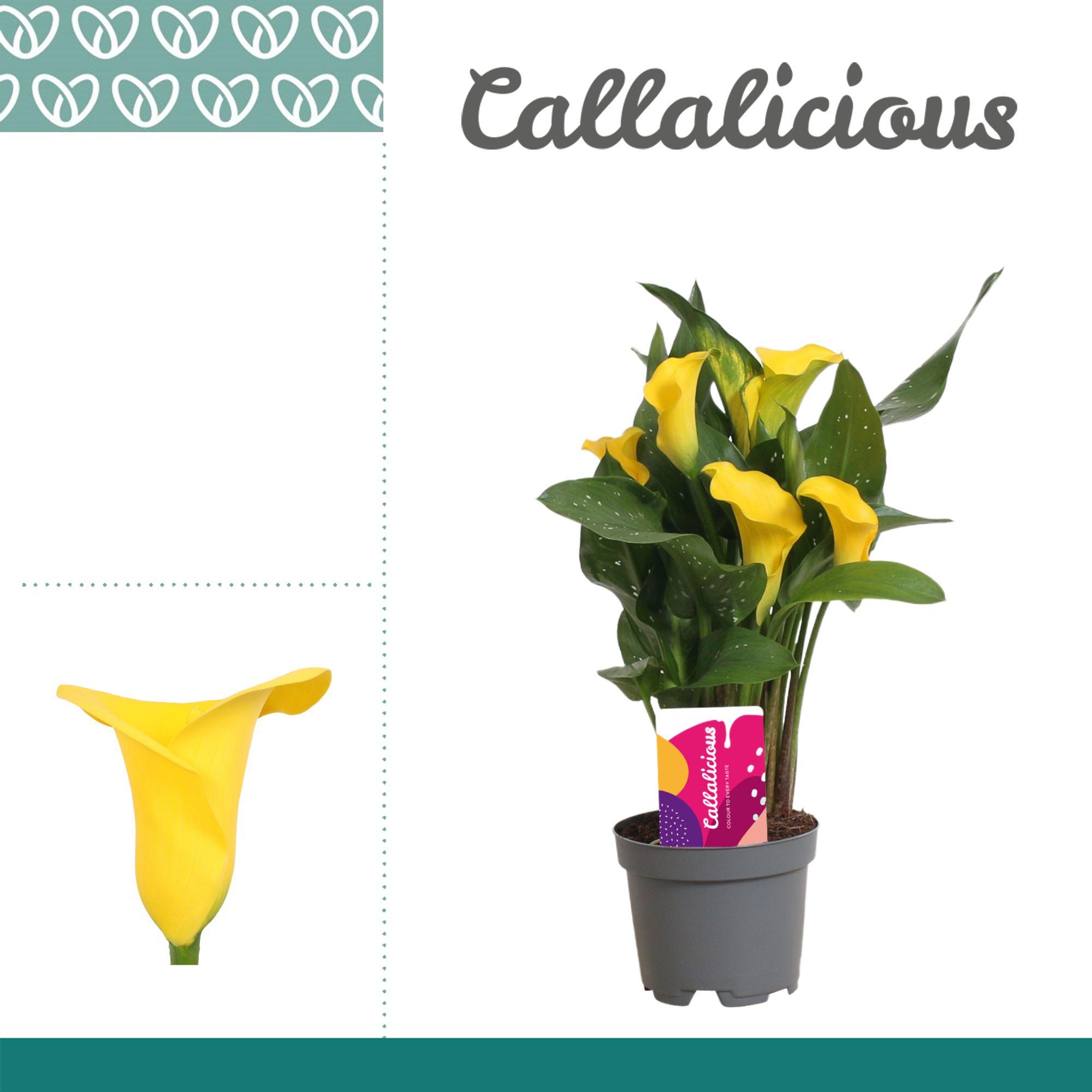 Горшечные цветы и растения оптом Zantedeschia Yellow от 12шт из Голландии с доставкой по России