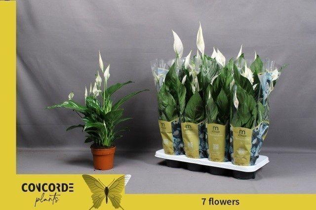 Горшечные цветы и растения оптом Spath Sweet Ricardo от 8шт из Голландии с доставкой по России