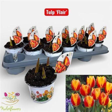 Горшечные цветы и растения оптом Tul Flair 3 Pp от 12шт из Голландии с доставкой по России