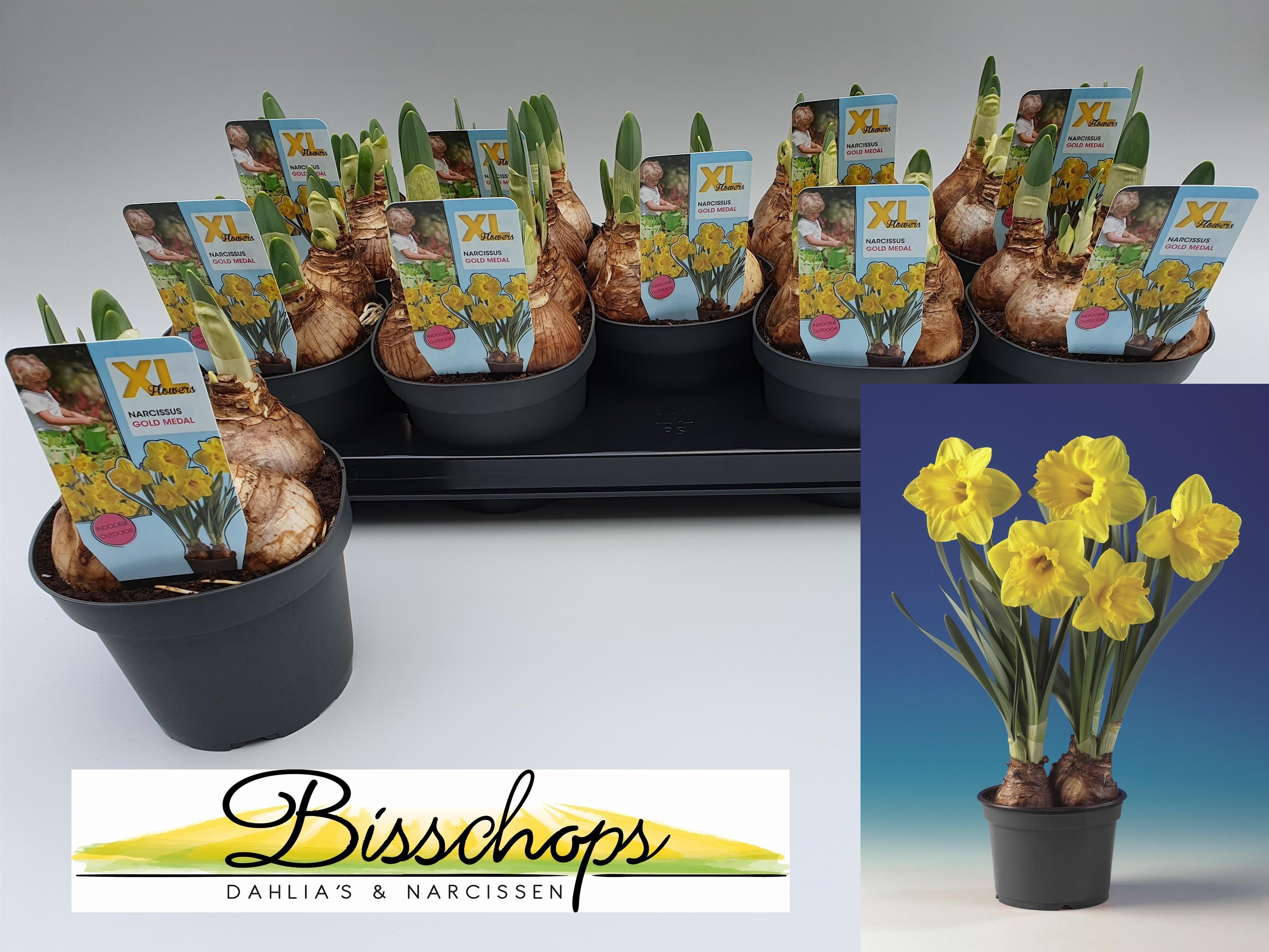 Горшечные цветы и растения оптом Narc T Gold Medal от 9шт из Голландии с доставкой по России