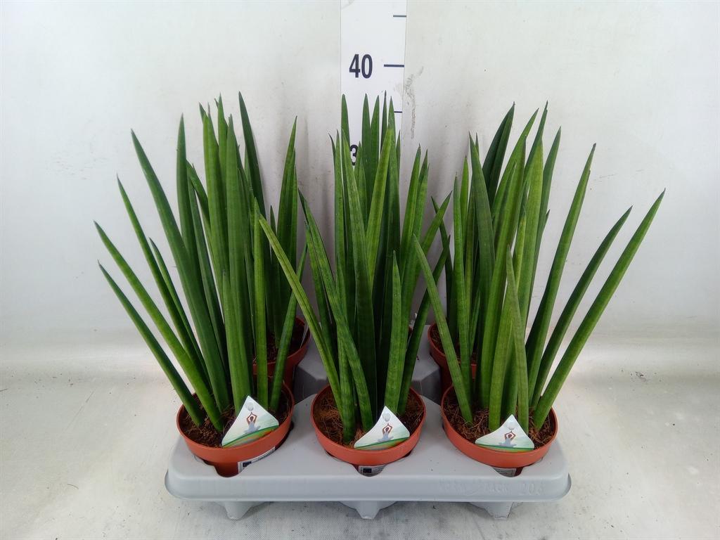 Горшечные цветы и растения оптом Sansevieria Cyl.  ... от 6шт' из Голландии с доставкой по России