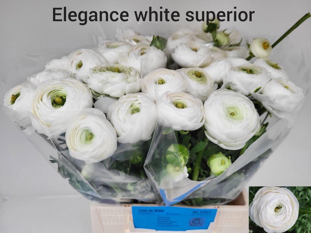 Срезанные цветы оптом Ranunculus aazur white от 20шт из Голландии с доставкой по России