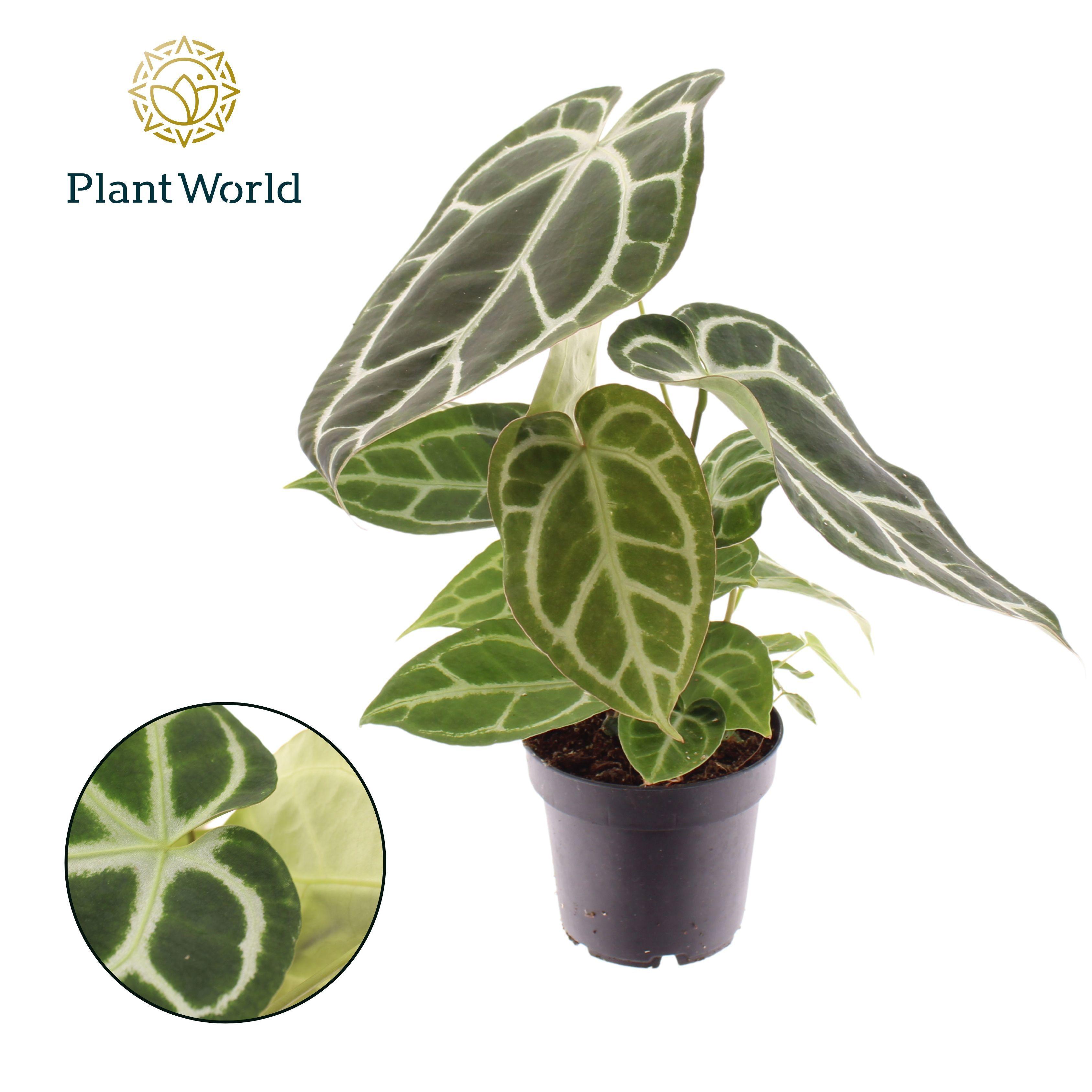 Горшечные цветы и растения оптом Anthurium Chrystallinum от 6шт из Голландии с доставкой по России