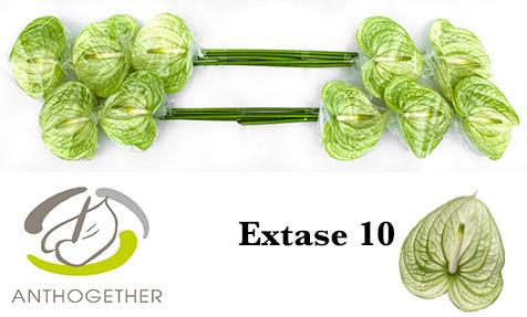 Срезанные цветы оптом Anthurium extase от 10шт. из Голландии с доставкой по России