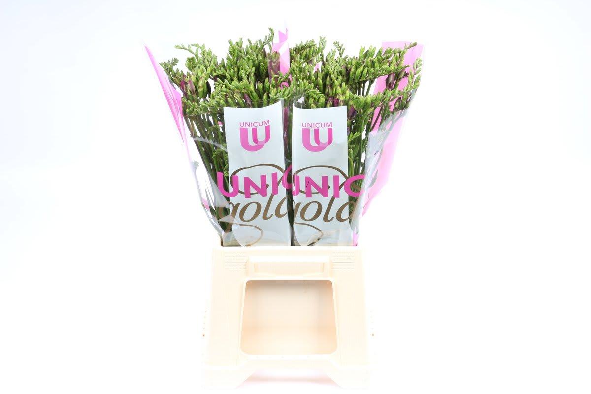 Срезанные цветы оптом Freesia si pink passion от 100шт из Голландии с доставкой по России