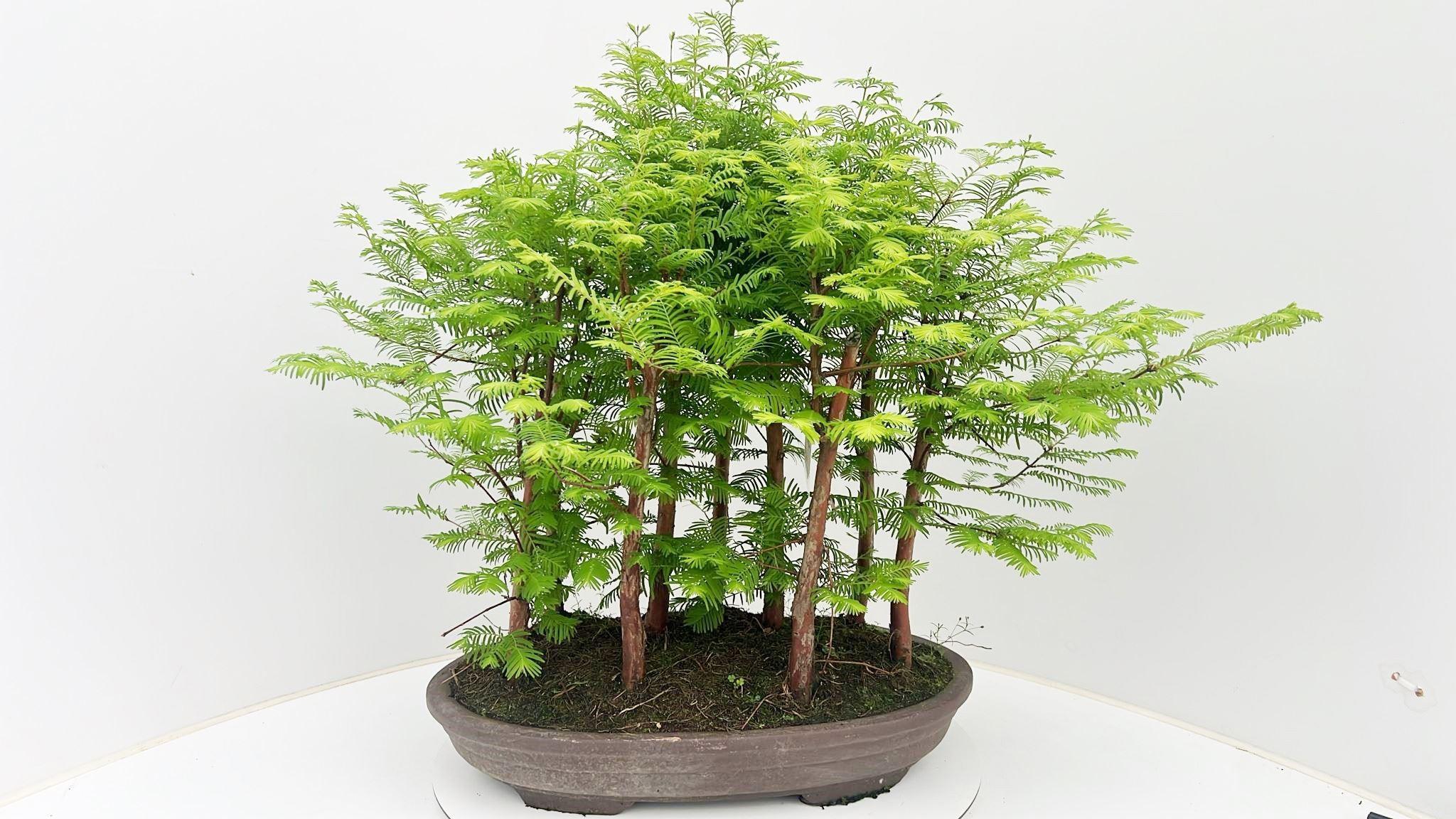 Горшечные цветы и растения оптом Metasequoia Glyptostroboides, 50cm, Group от 1шт из Голландии с доставкой по России