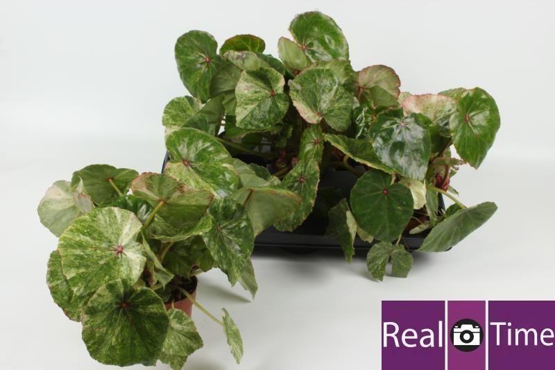 Горшечные цветы и растения оптом Kamerpl Gem Ov от 3шт из Голландии с доставкой по России