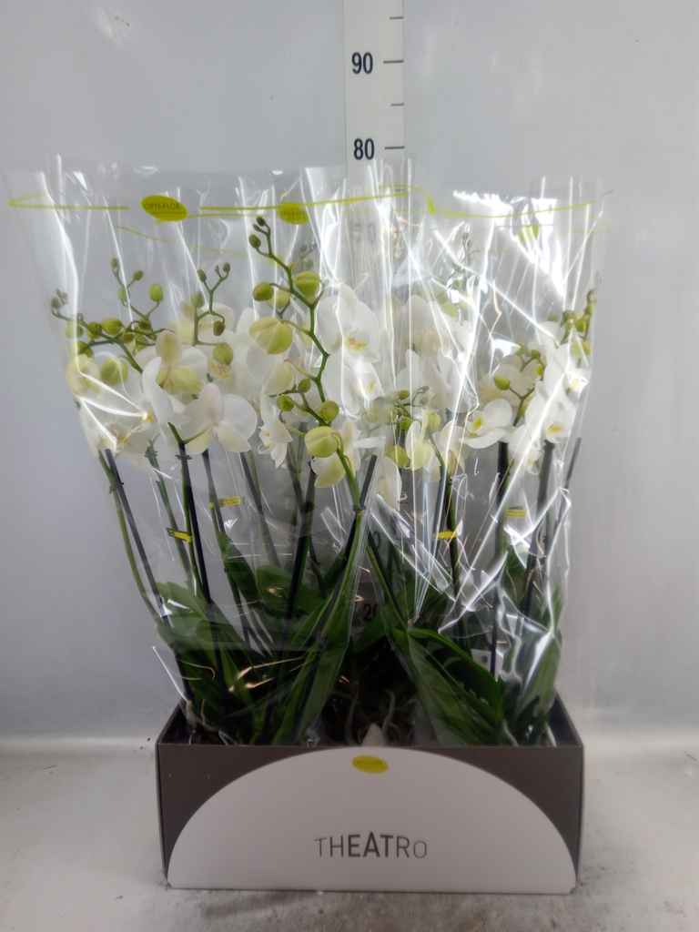 Горшечные цветы и растения оптом Phalaenopsis   ...white от 5шт из Голландии с доставкой по России