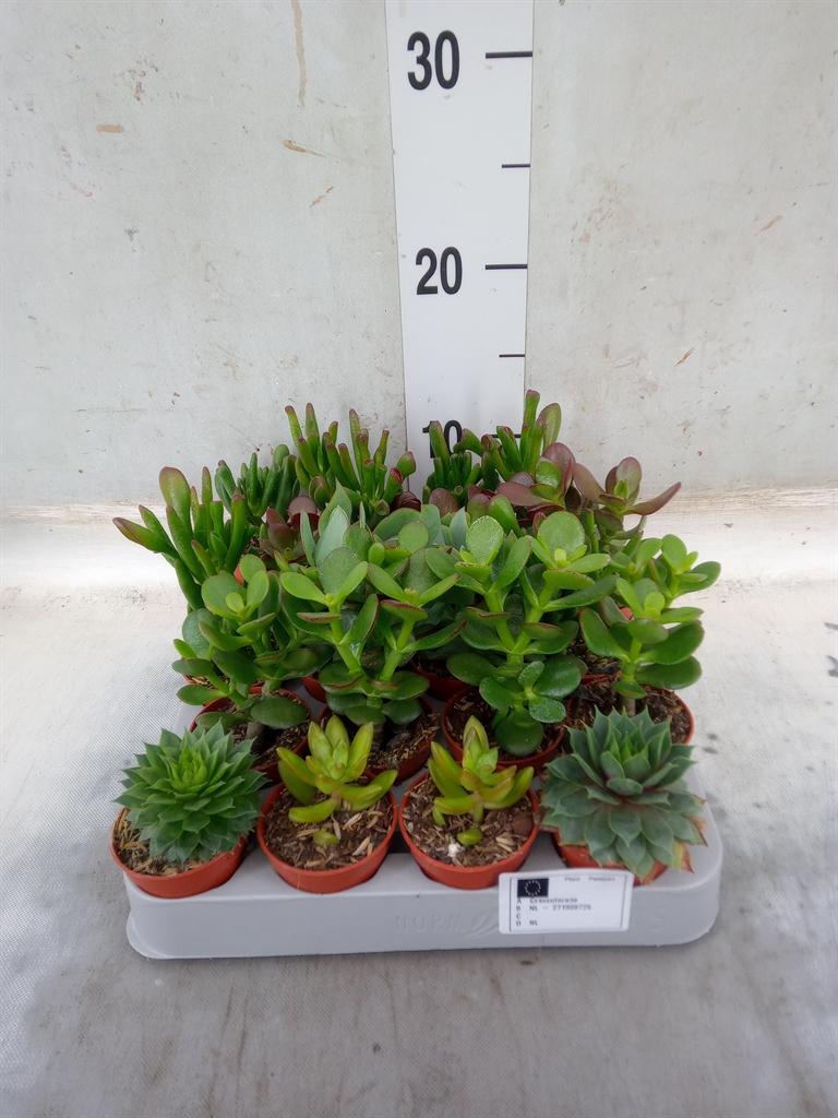 Горшечные цветы и растения оптом Crassula   ...mix от 20шт (для телеги) из Голландии с доставкой по России