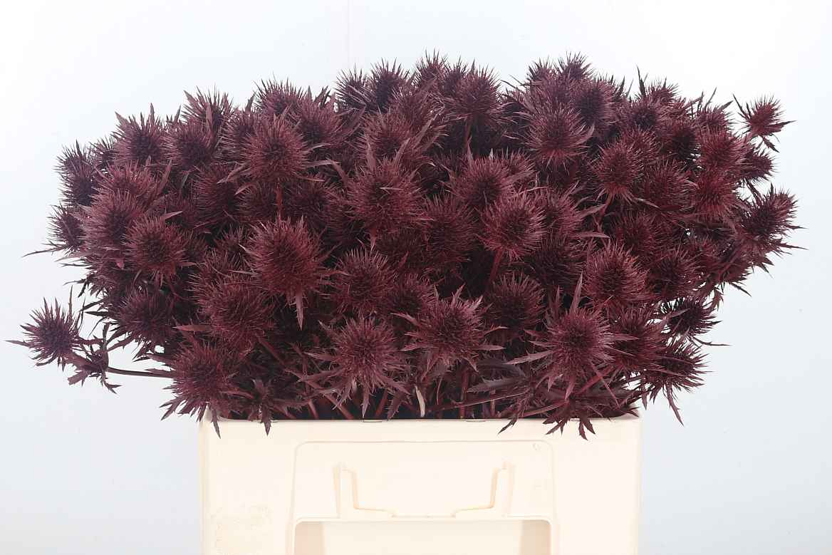 Срезанные цветы оптом Eryngium supernova paint bordeaux от 50шт из Голландии с доставкой по России