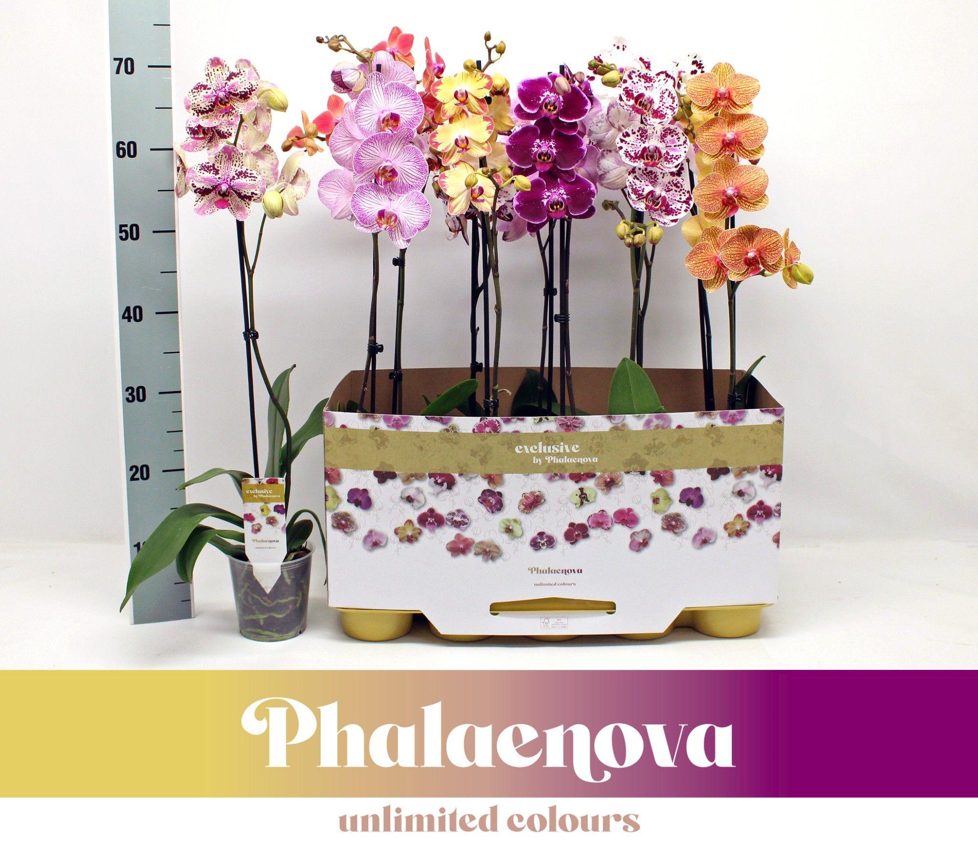 Горшечные цветы и растения оптом Phal 1st Taiwan Mix 9+ (phalaenova) от 10шт из Голландии с доставкой по России