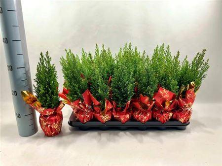 Горшечные цветы и растения оптом Chamaecyparis Laws Ellwoodii In Gift Wrap от 18шт (для телеги) из Голландии с доставкой по России Горшечные цветы и растения оптом Chamaecyparis Laws Ellwoodii In Gift Wrap от 18шт (для телеги) из Голландии с доставкой по России