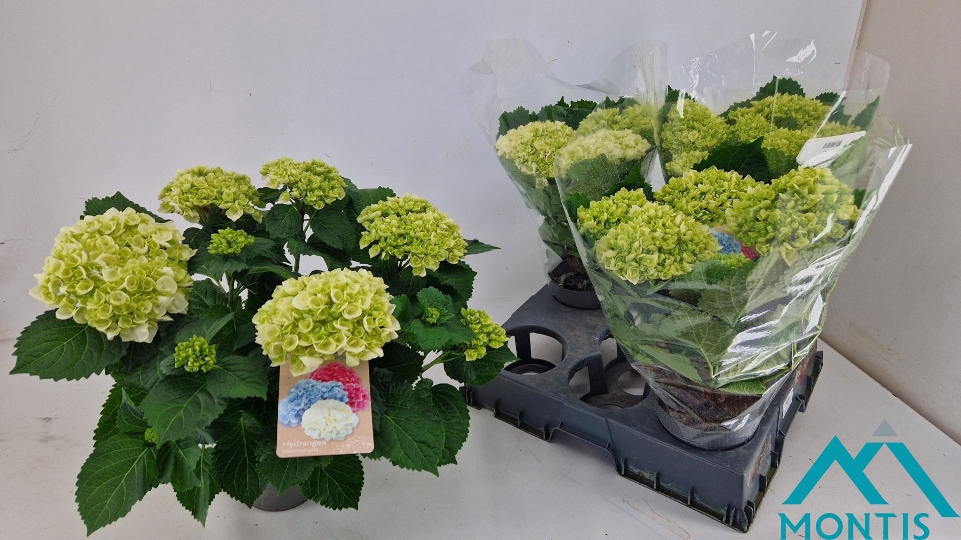 Горшечные цветы и растения оптом Hydr M Crystal Palac от 4шт из Голландии с доставкой по России