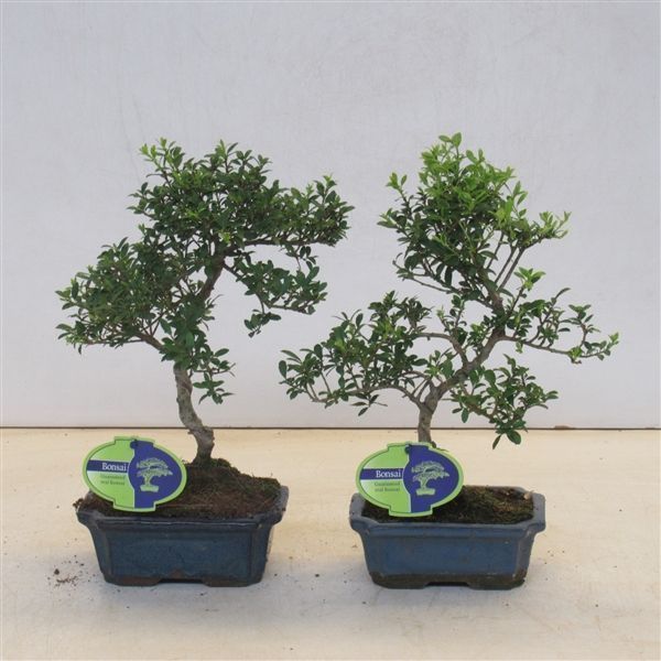 Горшечные цветы и растения оптом Bonsai Ilex Crenata, 15 Cm Shape, Small Leaf, With от 8шт из Голландии с доставкой по России