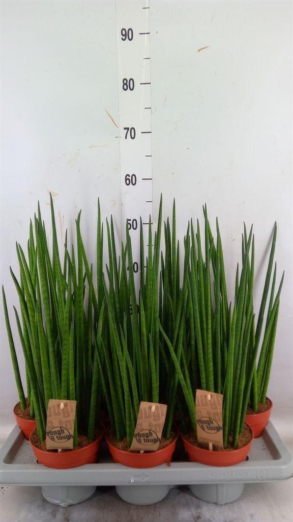 Горшечные цветы и растения оптом Sansevieria Bacularis от 7шт из Голландии с доставкой по России