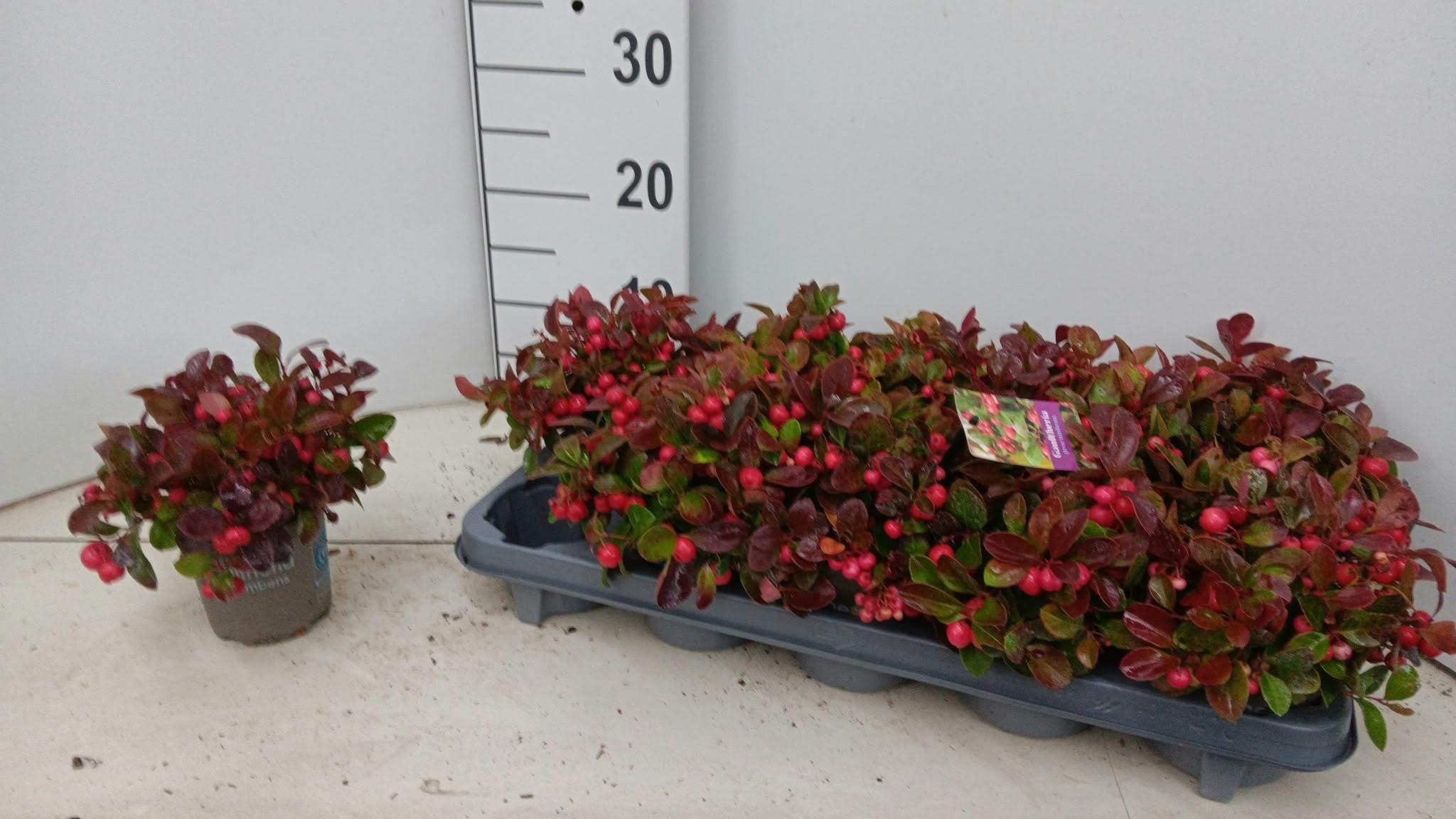 Горшечные цветы и растения оптом Gaulth Procumbens от 10шт из Голландии с доставкой по России