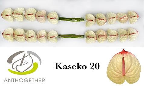 Срезанные цветы оптом Anthurium kaseko от 20шт. из Голландии с доставкой по России