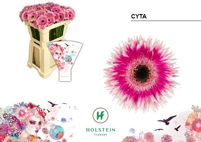 Срезанные цветы оптом Germini gerspider cyta от 80шт из Голландии с доставкой по России