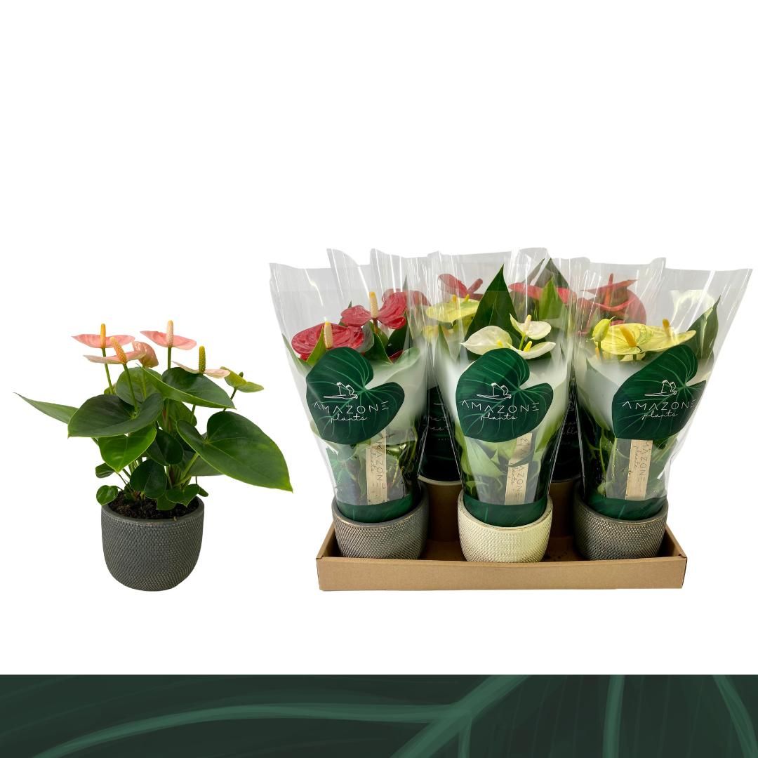 Горшечные цветы и растения оптом Anth An Mix Luxury Ceramic (amazone) от 8шт (для телеги) из Голландии с доставкой по России