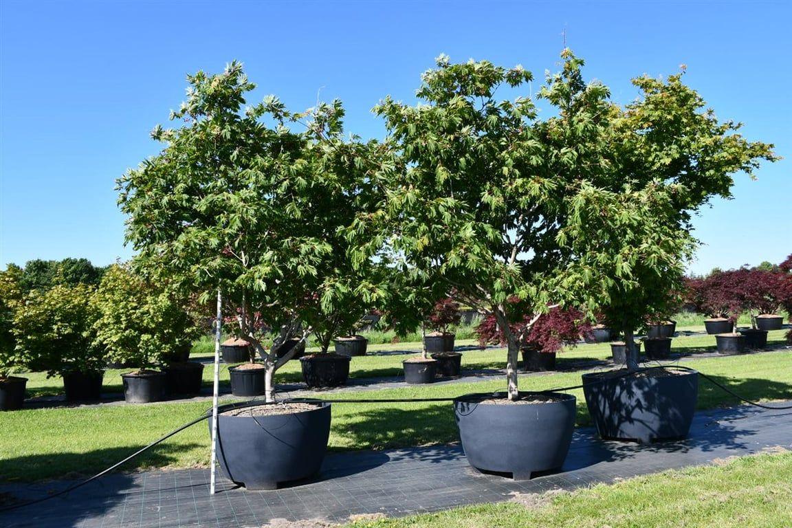 Горшечные цветы и растения оптом Acer Jap Aconitifolium от 1шт из Голландии с доставкой по России