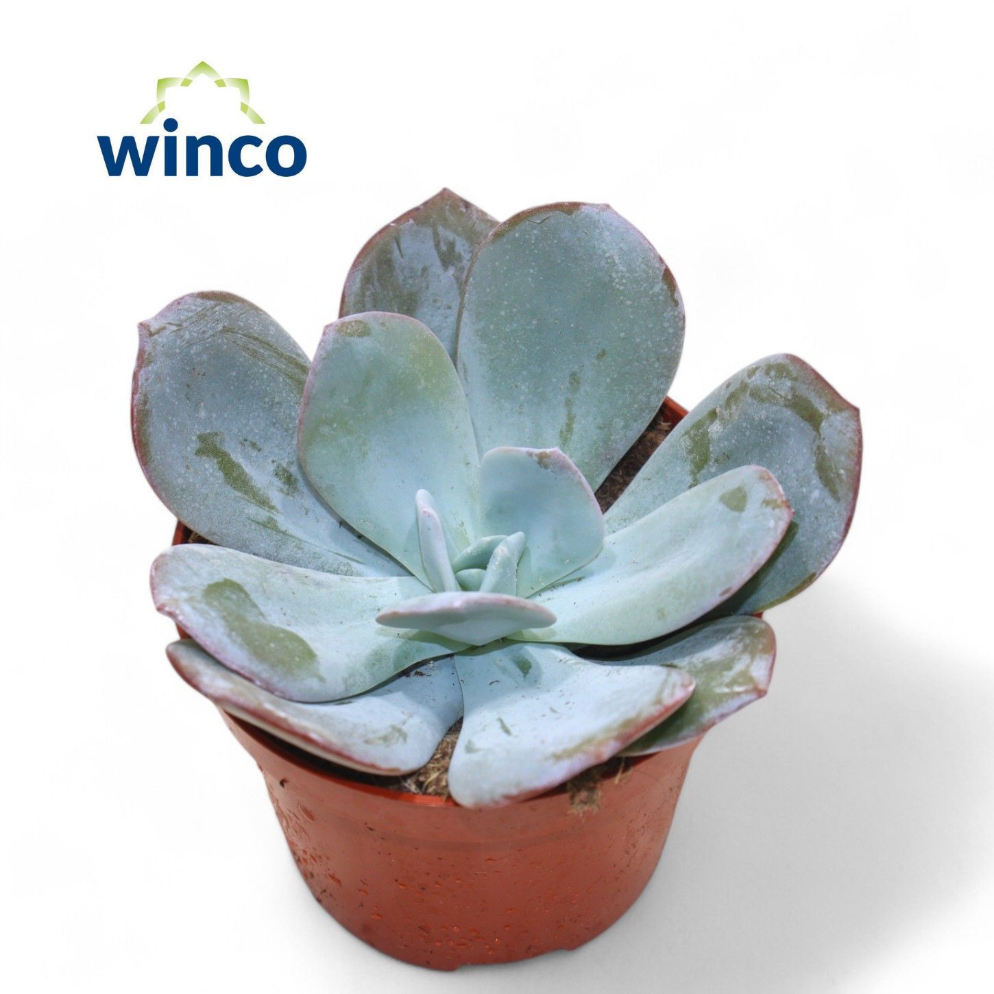 Горшечные цветы и растения оптом Echeveria Lauii Hybride от 12шт из Голландии с доставкой по России