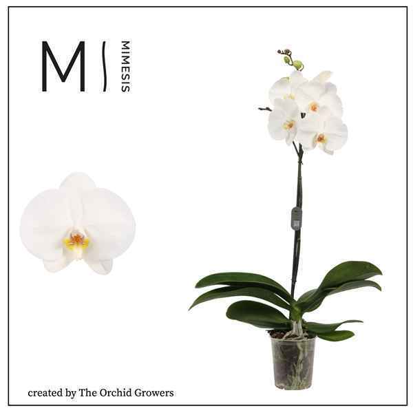 Горшечные цветы и растения оптом Phal 1st White Xxxl (orchid Growers) от 10шт из Голландии с доставкой по России