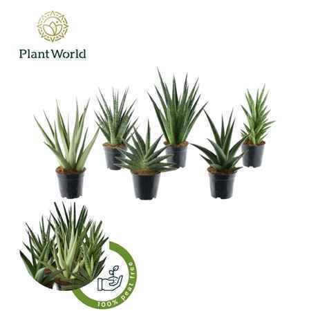 Горшечные цветы и растения оптом Sansevieria Mix Tanami от 6шт из Голландии с доставкой по России