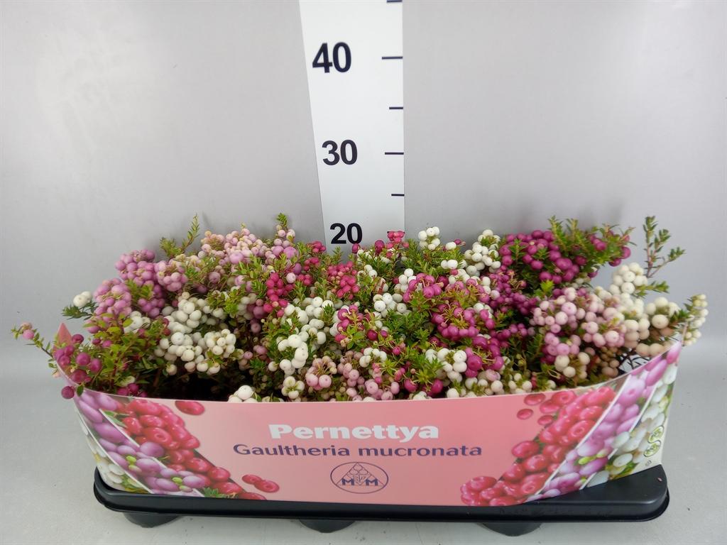 Горшечные цветы и растения оптом Gaultheria Mucronata A от 12шт из Голландии с доставкой по России