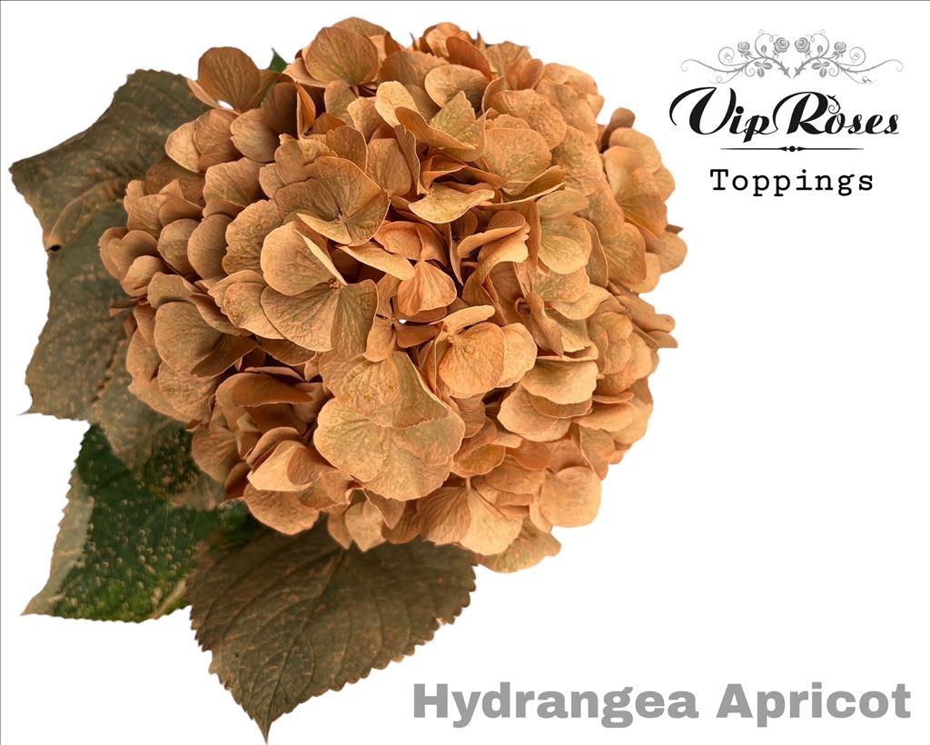 Срезанные цветы оптом Hydrangea paint apricot от 10шт из Голландии с доставкой по России