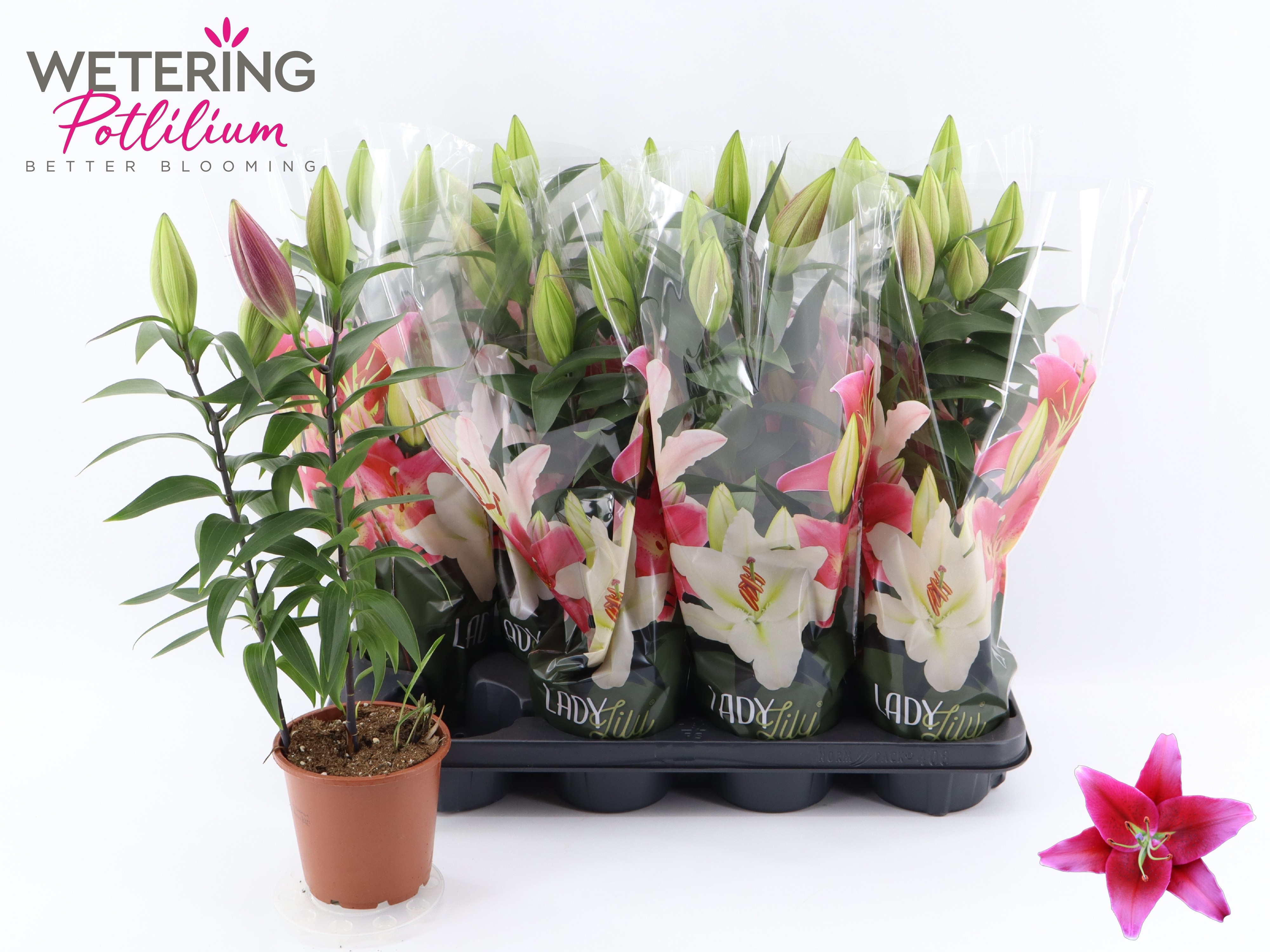 Горшечные цветы и растения оптом Lil Or Sunny Keys от 8шт из Голландии с доставкой по России