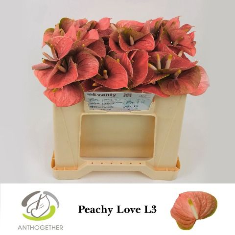 Срезанные цветы оптом Anthurium love peach от 60шт из Голландии с доставкой по России