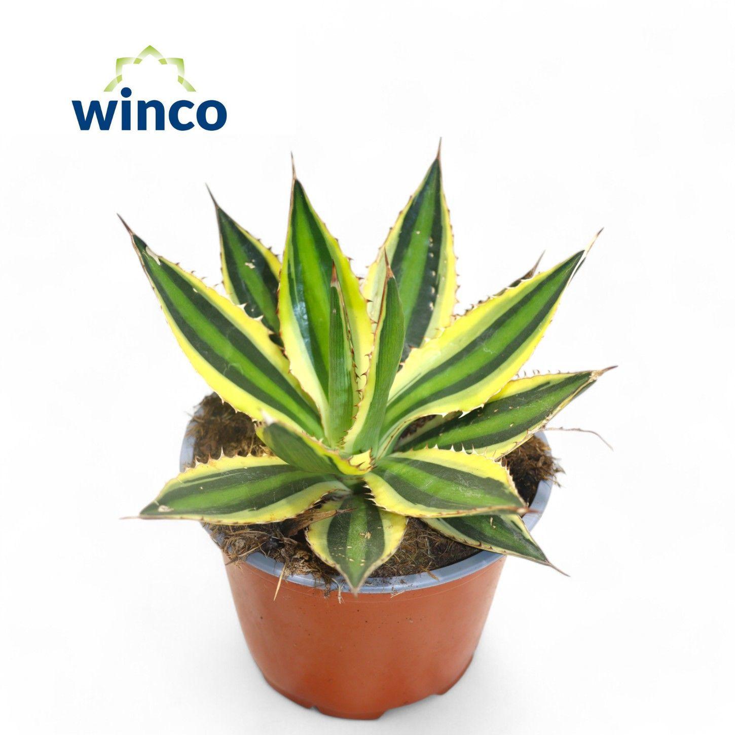 Горшечные цветы и растения оптом Agave Ssp. Mediopicta от 6шт из Голландии с доставкой по России