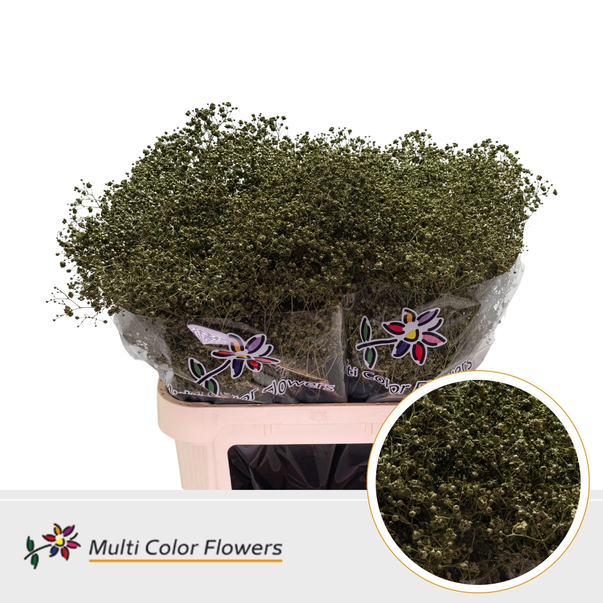 Срезанные цветы оптом Gyps large paint olive от 50шт из Голландии с доставкой по России