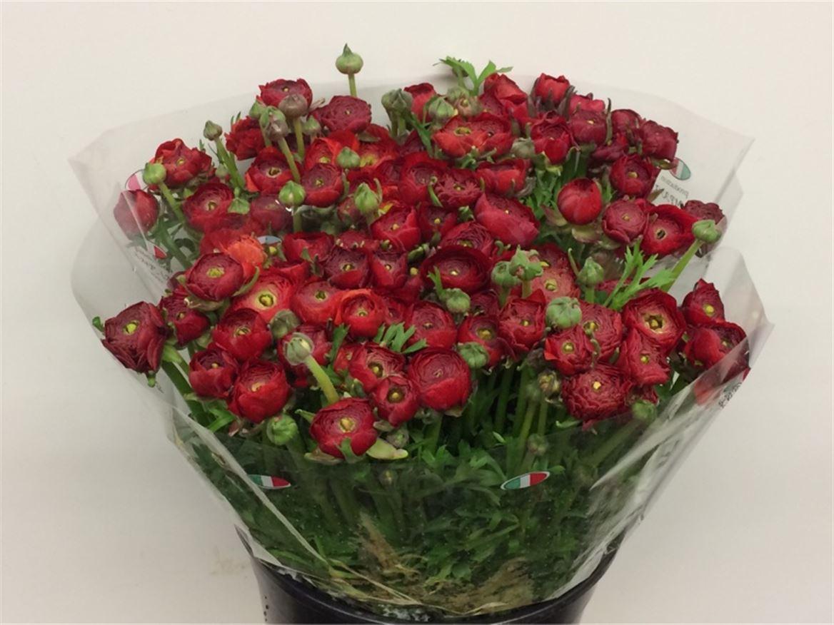 Срезанные цветы оптом Ranunculus elegance red от 50шт из Голландии с доставкой по России