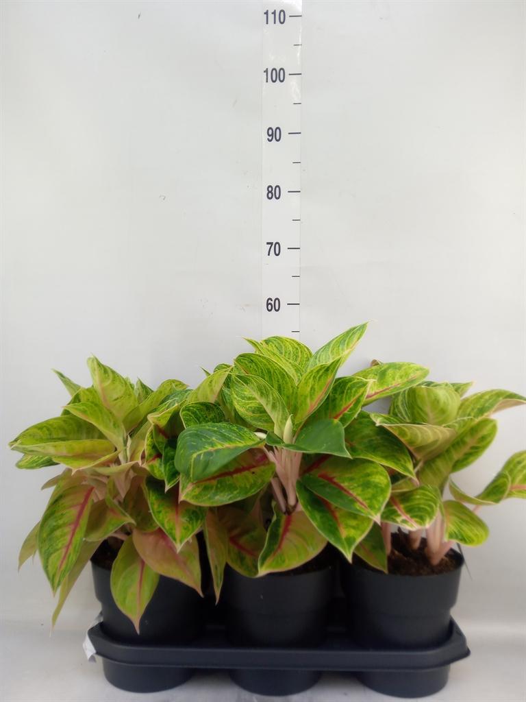 Горшечные цветы и растения оптом Aglaonema   ... от 3шт из Голландии с доставкой по России