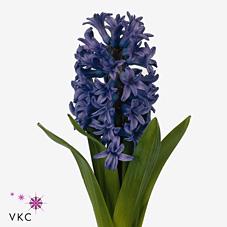 Срезанные цветы оптом Hyacinthus purple от 50шт из Голландии с доставкой по России