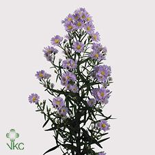 Срезанные цветы оптом Aster cassandra от 125шт из Голландии с доставкой по России