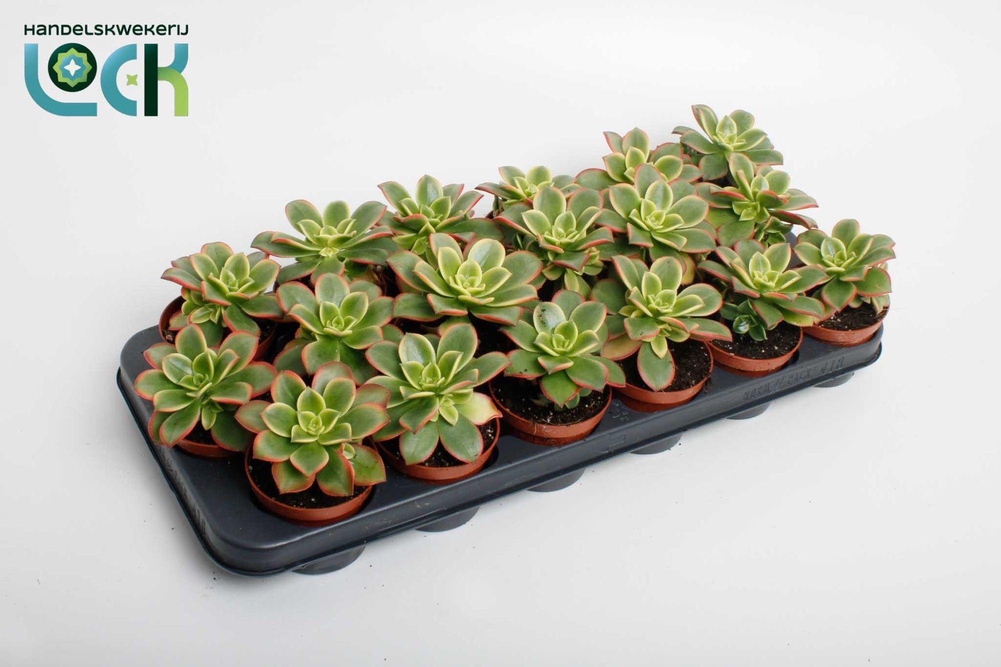 Горшечные цветы и растения оптом Aeon Ov от 12шт (для телеги) из Голландии с доставкой по России