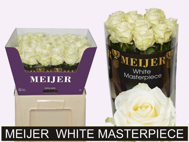 Срезанные цветы оптом Rosa large avalanche+ Meijer White Masterpiece от 40шт из Голландии с доставкой по России