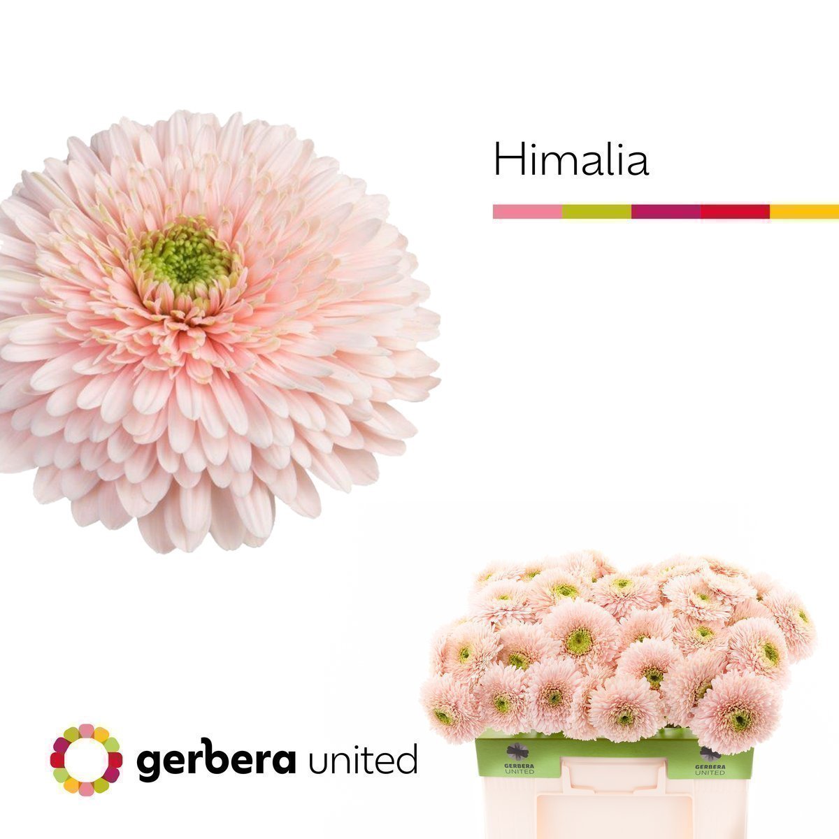 Срезанные цветы оптом Gerbera terra himalia от 40шт. из Голландии с доставкой по России